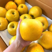 사과 황금사과 중소과 19-21과 5kg 정품 황금사과, 시나노골드 중소과 19-21과 5kg