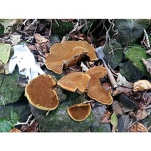 자연산뽕나무상황버섯, 100g, 1개