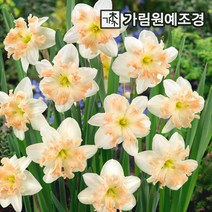 수선화 구근 17종 5구세트 2023년 신상품 가림원예조경, 팔마레스(5구세트)