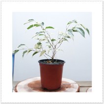 칼라벤자민 공기정화식물 실내인테리어식물