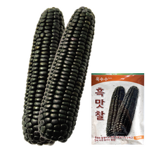 팜한농 흑맛찰 옥수수씨앗 100립