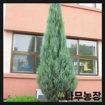(나무농장) 스카이로켓향나무 포트