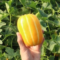 참외 성주참외 꿀참외 성주참외직거래 3kg 5kg 10kg, 성주참외 5kg 특등품, 1개