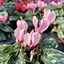 시클라멘 시크라멘 겨울꽃, 2. 프릴