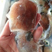 동해안 급냉 귀오징어 귀꼴뚜기 귀쭈꾸미, 3kg, 1개