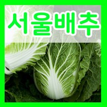 서울배추씨앗 20g 서울배추씨 김장야채채소 키우기