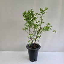 온누리농원 블루베리 공기정화식물 반려식물, 1개