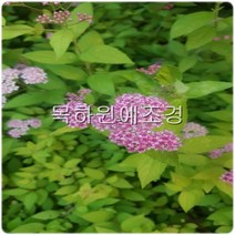 목하원예조경 조팝나무 묘목 (황금조팝) H0.3전후 개화주, 1개