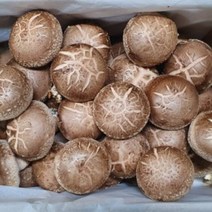 표고버섯 상품 2kg 해일농산 표고버섯요리 여름철보양식 표고버섯효능 지역특산물 생표고버섯 건표고버섯, 상세페이지 참조, 상세페이지 참조