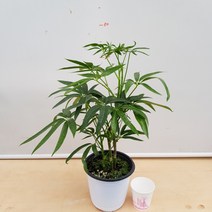 [용이네 화원] 대나무처럼 생긴 대나무 홍콩야자나무 139 화원 농원, 1개