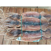 대일상회 배오징어 특대사이즈 20마리 1.7~2kg내외