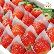 농장에서 바로 보내드리는 생딸기(설향특품) 1kg, 단품