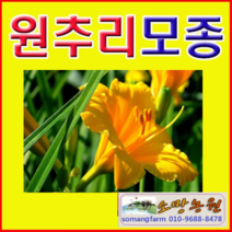 (JS소망)사계원추리(스텔라)모종(포트) 10개
