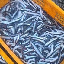 다모아수산 속초 당일조업 생물 양미리 1kg (30미 내외) / 반건조 양미리 1두름(20미), 반건조 양미리 3두름