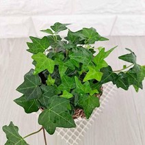 그늘에서잘자라는식물 넝쿨식물 담쟁이넝쿨 소 쉬운 습도올리기 식물 공기청정 공기청정식물