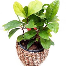 천냥금 빨간열매 수경재배 관리쉬운 공기정화 식물 라탄화분, 단품