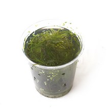 모스 한컵(종이컵) - 음성수초모스활착 활착수초, 단품