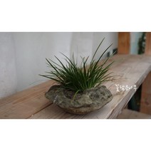 [꽃담은나무]석창포 미니 석부작 완성품 실내공기정화식물, 2. 중소형
