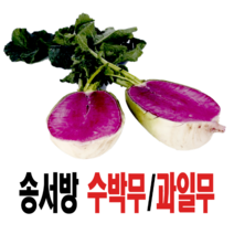 생산자 직판 정품 송서방 수박무5kg 글루코시 과일무 무우 김장 김치 산지직송, 5kg(무청포함)