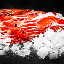 독도새우 닭 도화 꽃 생 새우 회 오마카세 제철 해산물 캠핑음식 300g, 생)독도 닭새우, 1kg, 1개