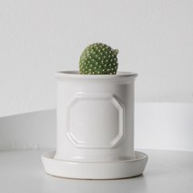 펫플랜트 선인장 다육이