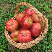 [별담농]가을사과 가정용/주스용 5kg~10kg, 햇사과 가정용 7kg 중과(25-32), 1개