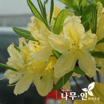 [나무인] 황철쭉 5그루