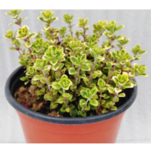 (성실)골드레몬타임 화분(소)3개 식용요리 허브식물, 3개