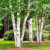 같이가치농원 자작나무 묘목 (백자작) H1.5전후