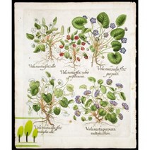 마조람(Marjoram E.O)에센셜오일, 100ml