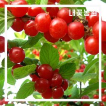 앵두나무 결실주 분 R3 (H1.2m)