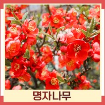 명자나무 묘목 산당화 키1m 뿌리묘 5개
