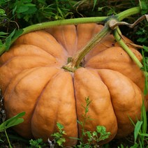 국내산 달콤한 늙은호박 3kg ~ 7kg이상 호박전 호박죽 호박식혜 건강식 간식용, 1개, 3kg이하
