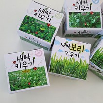 새싹키우기 재배키트 새싹보리 청경채 브로콜리 식물 화분키우기, 랜덤발송