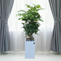 에코플랜트 대형화분 개업화분 거실인테리어화분[서울.경기 평일 당일배송(토요일 오후 일요일 주문건 월요일배송)] <지방배송불가 및 영종도 가평 강화도 배송불가>, 1개, 02. 녹보수 검정” class=”wr-img”></a></div></p></div></p></div></p></div><div class=