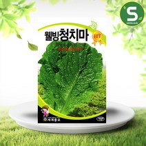 솔림텃밭몰 청치마상추씨앗 3000립 웰빙청치마 상추씨앗 상추씨, 1개