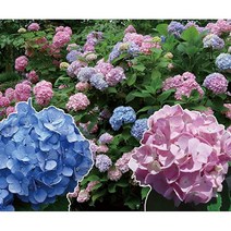 모종 정원수국 엔들레스썸머 오리지널 15cm포트 R0648