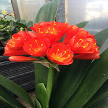 [해피그린 화원] 화려한 주황색 꽃이 피는 군자란 120 화원 농원
