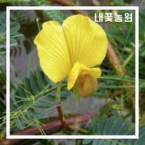 내꽃농원 물아까시아 화분