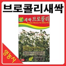 새싹브로콜리씨앗- 브로콜리싹 브로콜리씨앗 새싹채소 새싹씨앗 학습용 실험용 사계절 재배가능, 새싹청경채