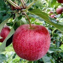 [ 따봉 ] 30년 전통 고당도 꿀 사과 농사짓는 며느리 당도보장 농장직송, 09.사과 가정용흠과 / 특대과 5kg, 한박스