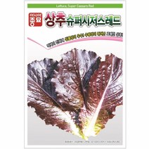 적 로메인 상추 펠렛 코팅 씨앗 300립 슈퍼시저스 레드 붉은색 선명 쌈 채소 다수확 종자 샐러드 텃밭 농사 베란다