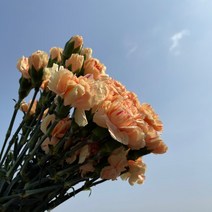 생화 스프레이 카네이션 한단 온라인꽃도매 농장 직송 택배 (도착예정일은 따로 문의), 듄혹은타마라(살구)