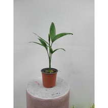 인기야자 세이브릿지야자 소품 15-30cm 38