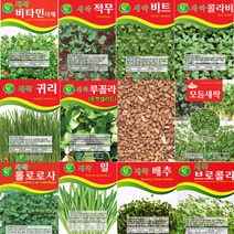 살아있는 새싹씨앗 모음 새싹 종자 년중 재배 모듬 귀리 비트 루꼴라 밀 보리 무순 브로콜리 케일 청경채 롤로로사 씨 키우기, P-새싹겨자 x 1개, 1개