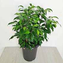 벤자민(중) 풍성하게 잘자라는 고무나무