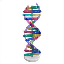 뉴 DNA 입체 모형 만들기(1인용)