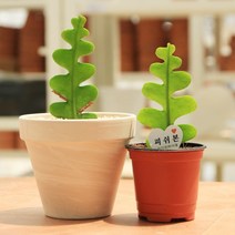 생선뼈 피쉬본 선인장 다육식물 화이트 토분 11호, 02. 생선뼈선인장(토분식재)