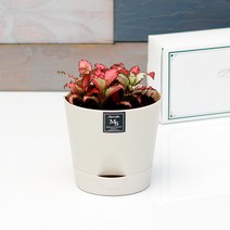 아침향기 공기정화식물 기능성 에코화분 아이보리, (에코화분/아이보리) 핑크스타, 1개