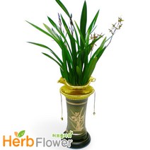 산천보세 고급동서양란 전국당일꽃배달